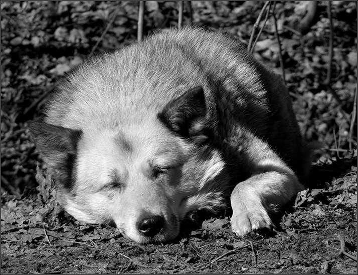 Фото жизнь (light) - anykey - Животные - Собачьи сны...