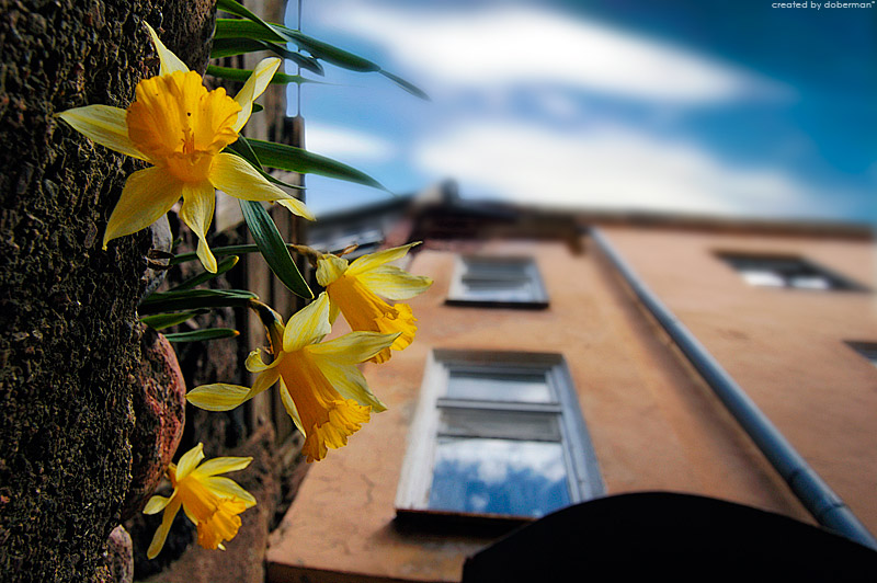 Фото жизнь (light) - Денис Богомолов - City - Городские цветы