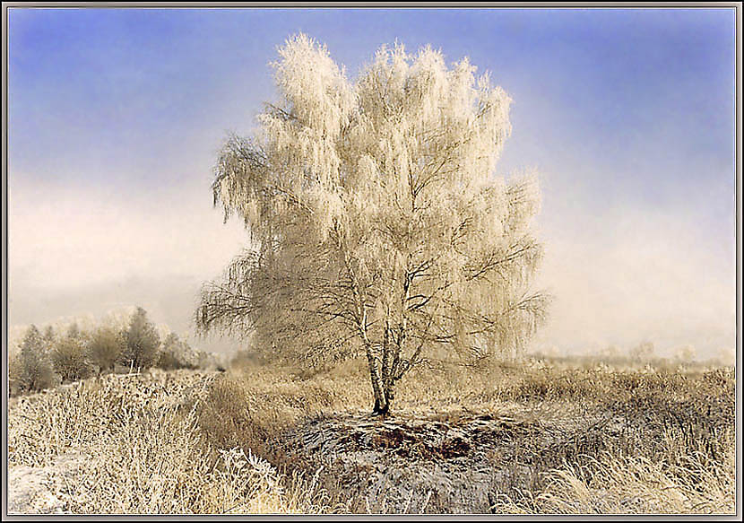 Фото жизнь (light) - Эльф -  ПЛЕНКА (Архив) - Невестушка