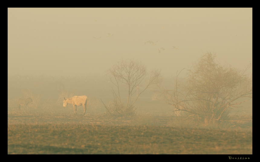 Фото жизнь - spider238 - Landscape - про двух маленьких осликов в тумане  
