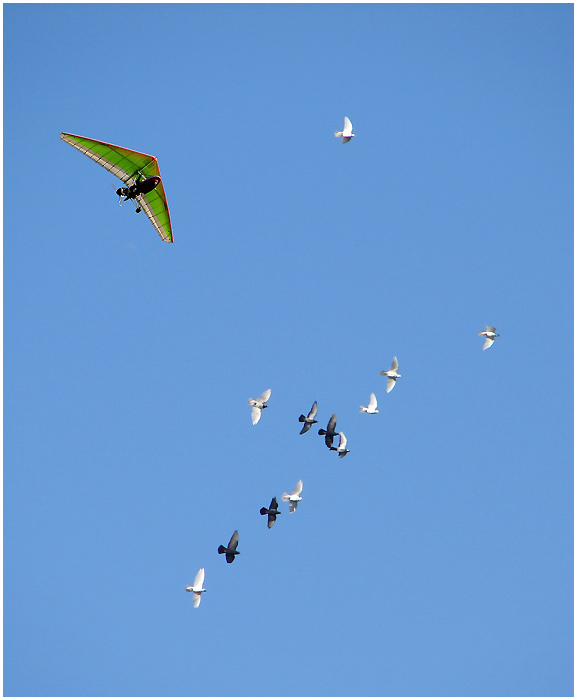 Фото жизнь (light) - anikol - корневой каталог - голубятник в полёте...