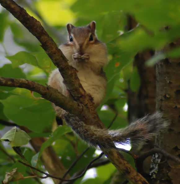 Фото жизнь (light) - Антон Гусев - корневой каталог - Высоко сижу - далеко гляжу