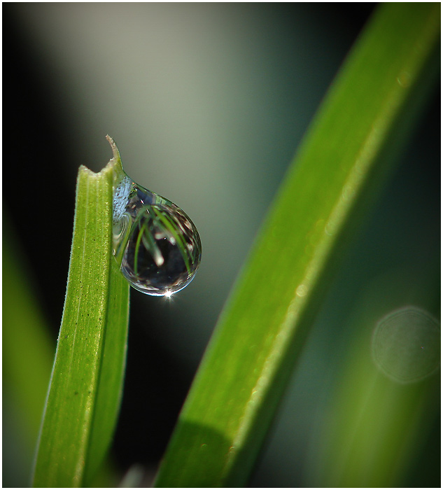 Фото жизнь (light) - anikol - корневой каталог - слеза сорванной травинки