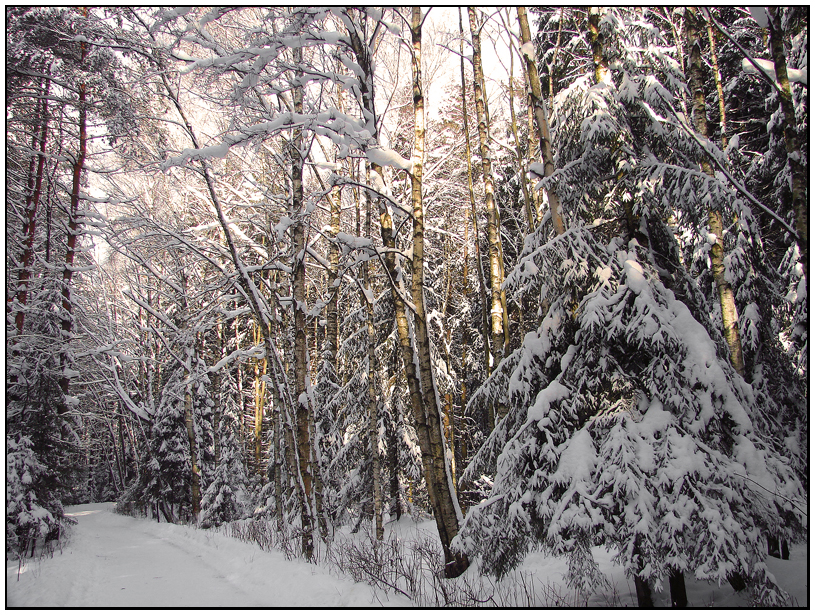 Фото жизнь (light) - Lenoch - Зима - Гуляя по зимнему лесу