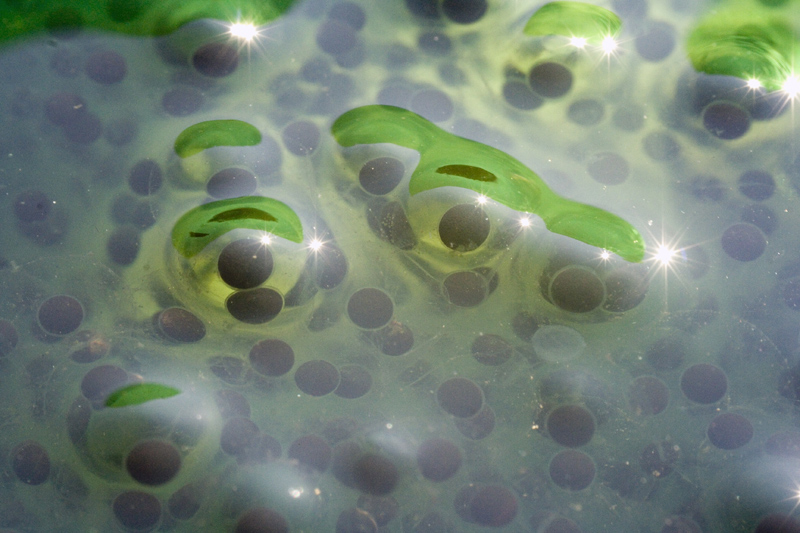 Фото жизнь (light) - Лев Давыдов - макроскопия - будущие лягушки