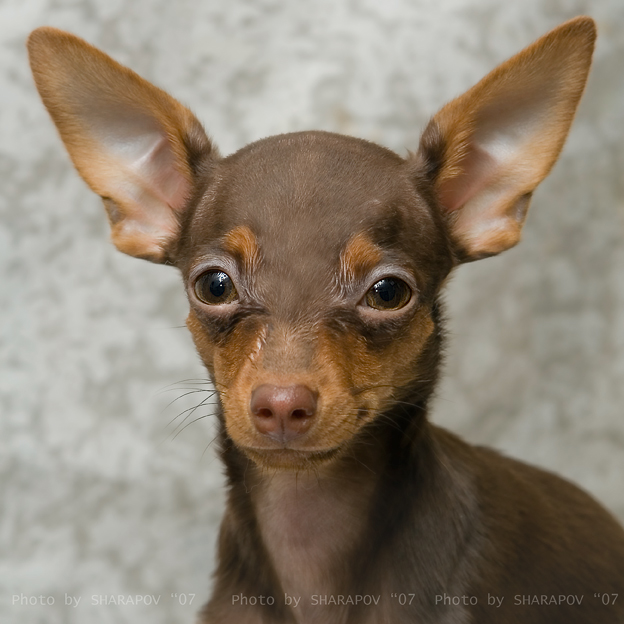 Фото жизнь (light) - PRODIGY - корневой каталог - "Они вернулись"