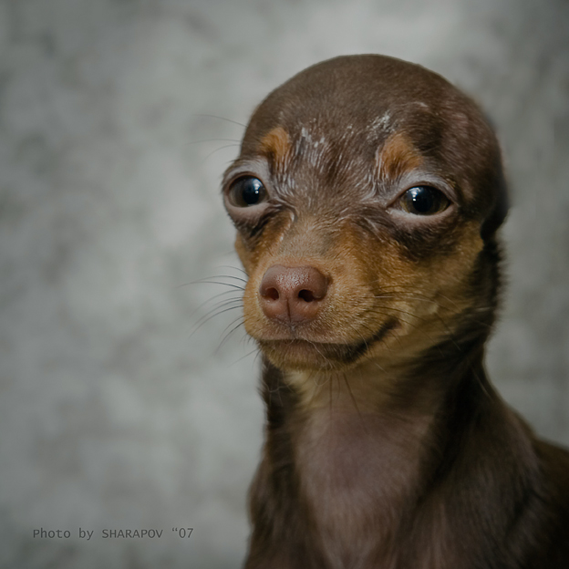 Фото жизнь (light) - PRODIGY - корневой каталог - "Они вернулись"