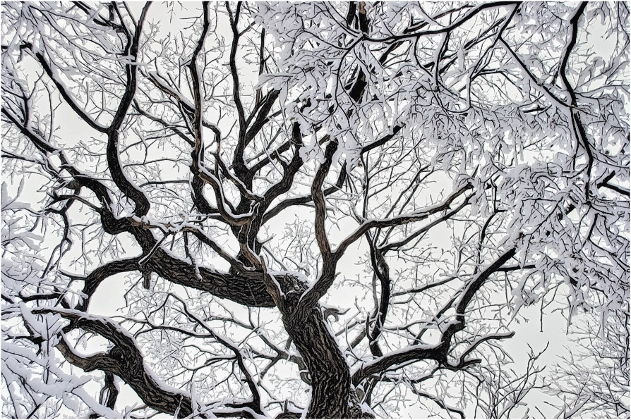 Фото жизнь (light) - Александр Батурский - Зимушка зима - Щупальца зимы