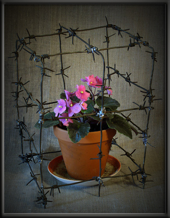 Фото жизнь (light) - anikol - корневой каталог - сегодня посадили цветок...