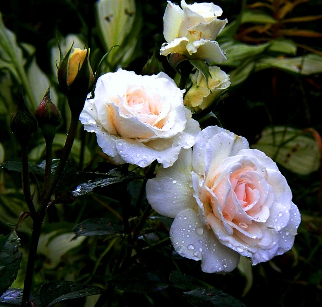Фото жизнь (light) - Евгений Федотов - Цветы - и еще о розах... (вариант)
