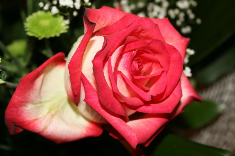 Фото жизнь (light) - npoxop - Макро,Цветы и Т.П. - роза...