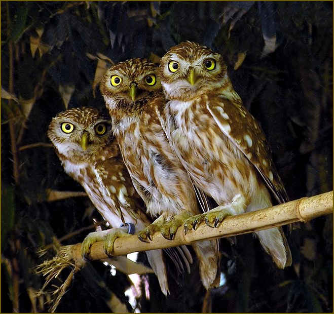 Фото жизнь (light) - Arkady Golod - МОРДАСЬКИ и ЦВЕТОНЧИКИ - НОЧНОЙ ДОЗОР