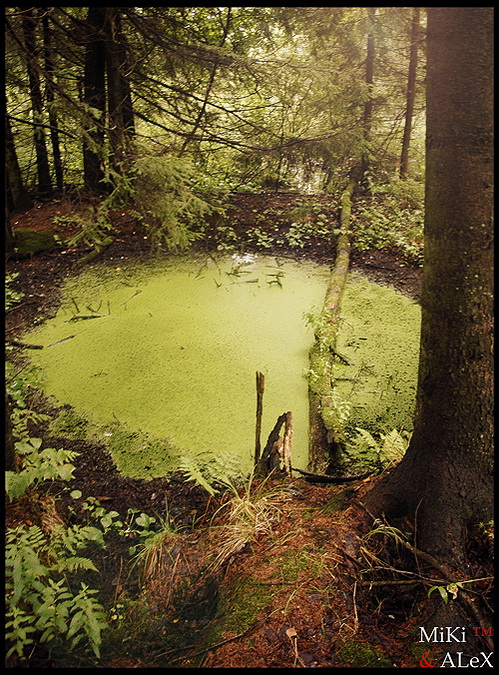 Фото жизнь (light) - MiKi™ - корневой каталог - **Green Swamp**