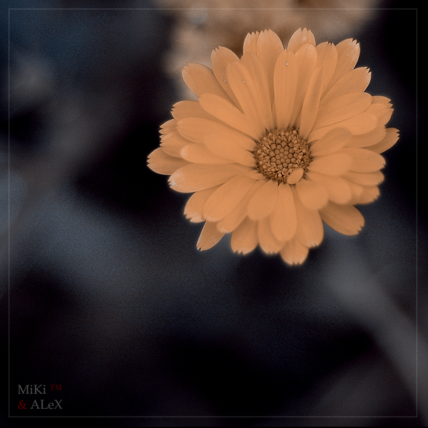 Фото жизнь (light) - MiKi™ - корневой каталог - ***Flower***