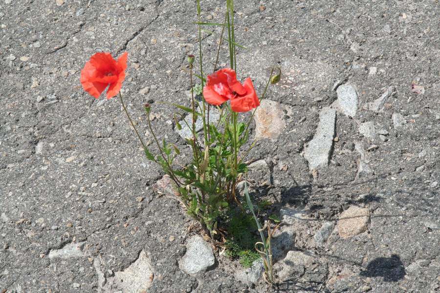 Фото жизнь (light) - Andrey - корневой каталог - Маки на асфальте