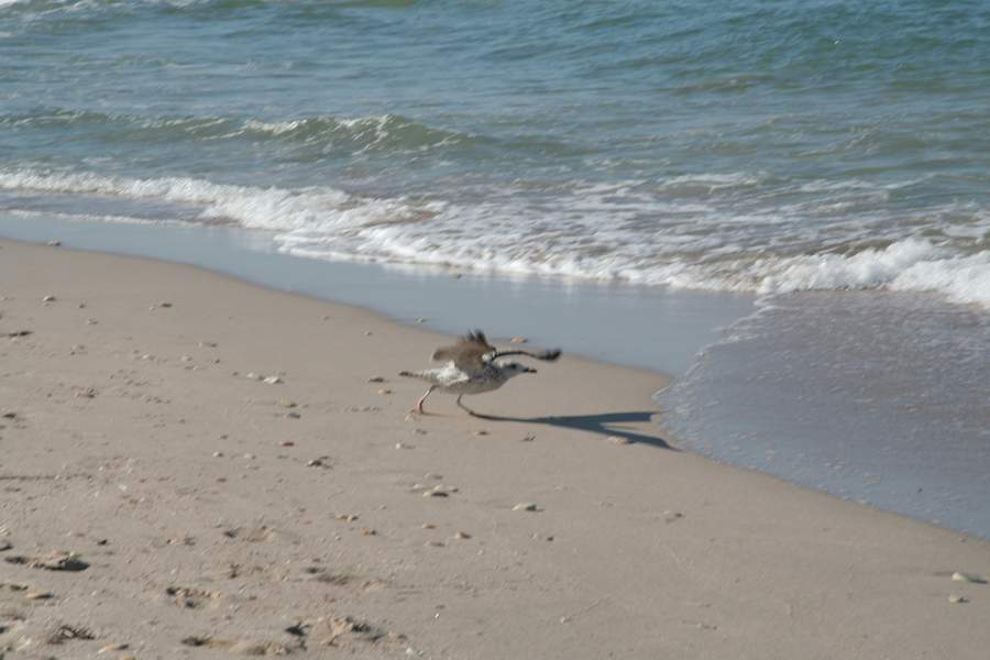 Фото жизнь (light) - Andrey - корневой каталог - Первый -пошол