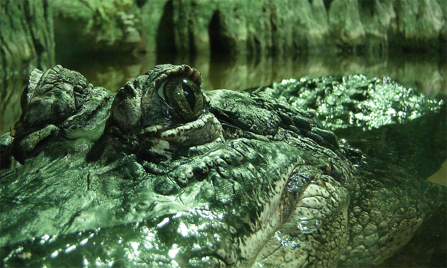 Фото жизнь (light) - subbotta - корневой каталог - Эти глаза напротив... 