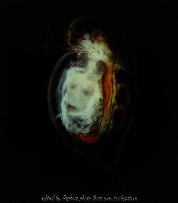 Фото жизнь (light) - Daphnia - корневой каталог - Два в одном.