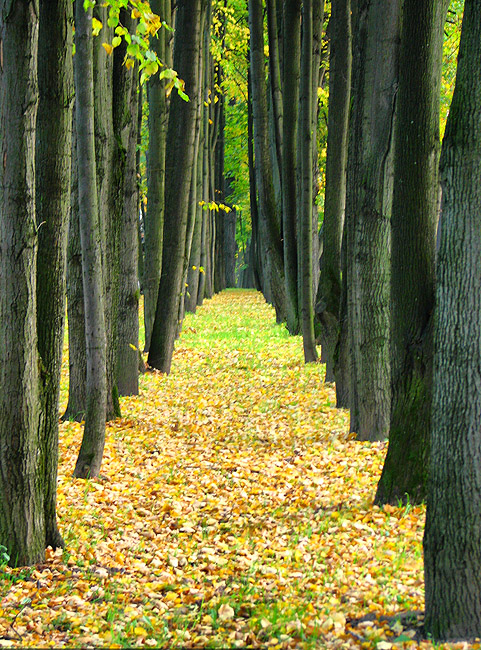 Фото жизнь (light) - Антонина Морозова - Природа - Осенняя аллея