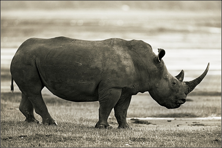 Портрет носорога в профиль