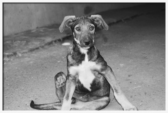 Фото жизнь (light) - Volye - разное - дворовая собака Одессы