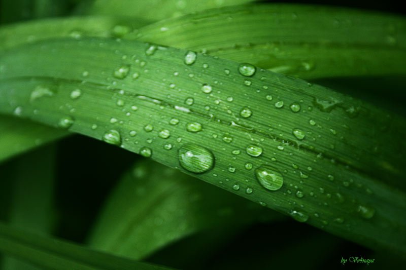 Фото жизнь (light) - Ve4naya - корневой каталог - зелено...