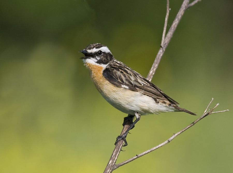 Фото жизнь (light) - Александр Ильин - Птицы - Луговой чекан