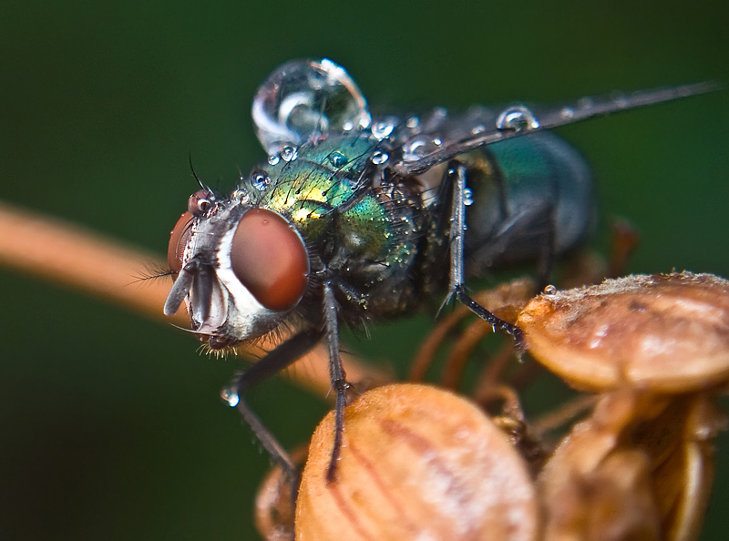 Фото жизнь (light) - moskaev - корневой каталог - промокшая муха