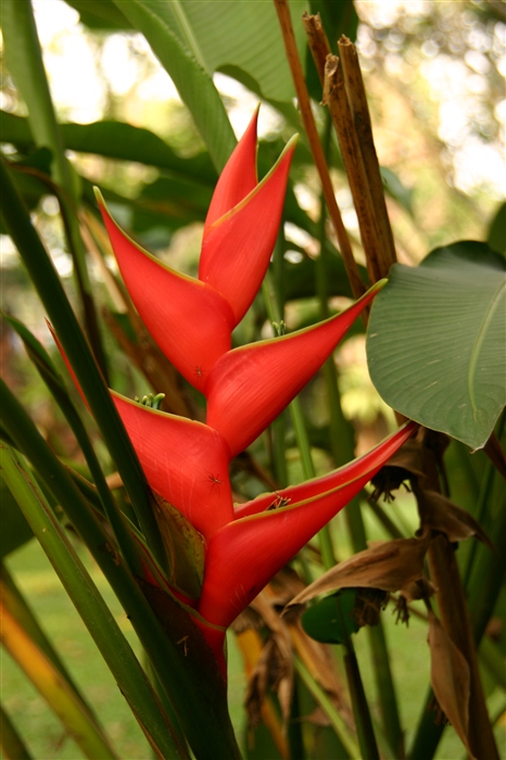 экзотический цвет