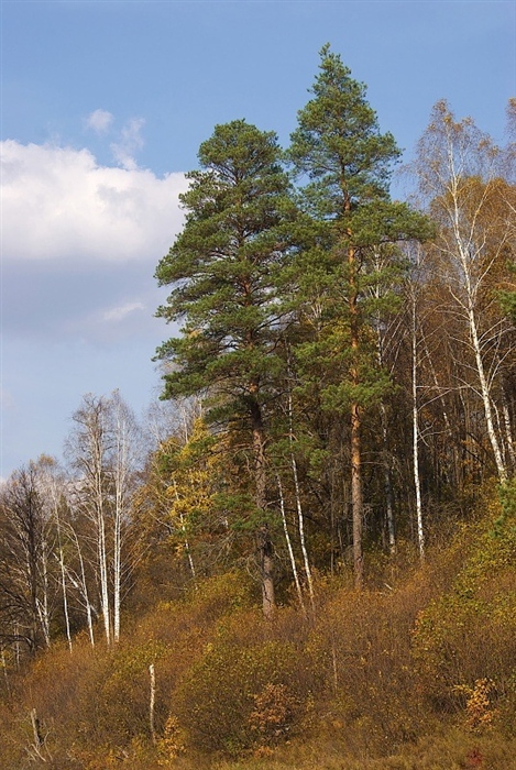 Фото жизнь