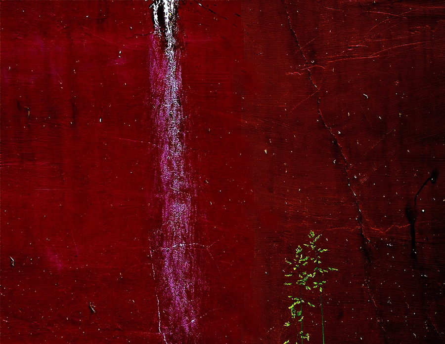 Фото жизнь (light) - михаил  - корневой каталог - зеленая ветка на красной стене