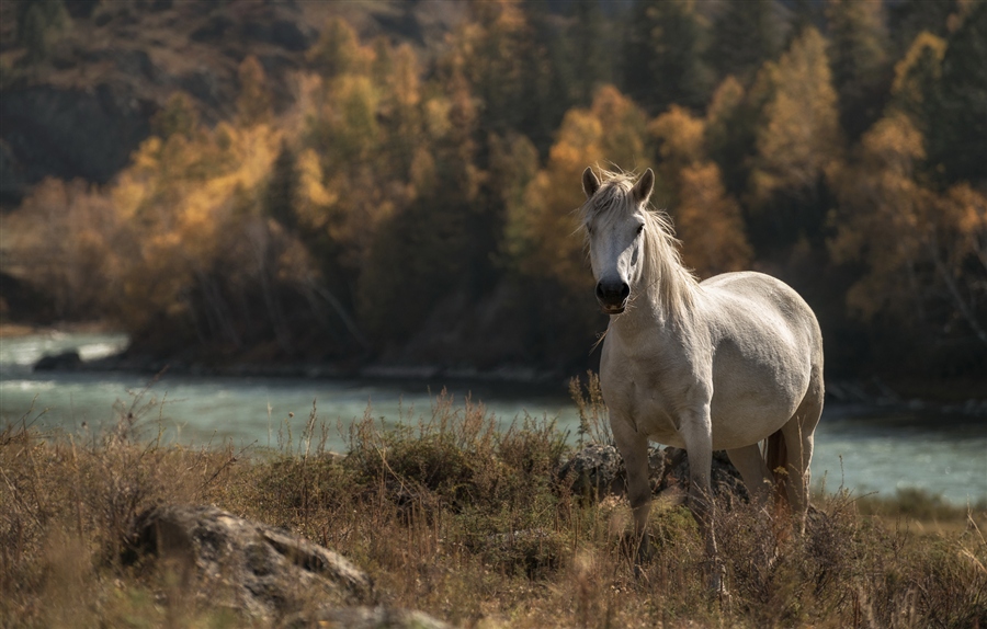 Фото жизнь (light) - Марина Фомина - корневой каталог - Белая лошадь.