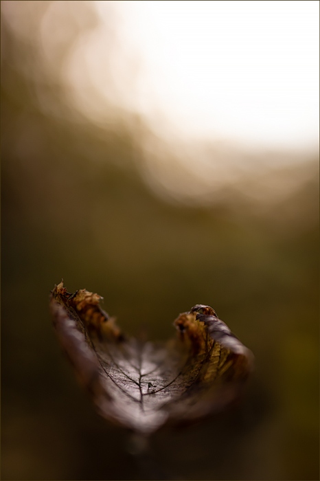 Фото жизнь (light) - Mefodi - Конструктор из листьев - Осень. Взгляд.