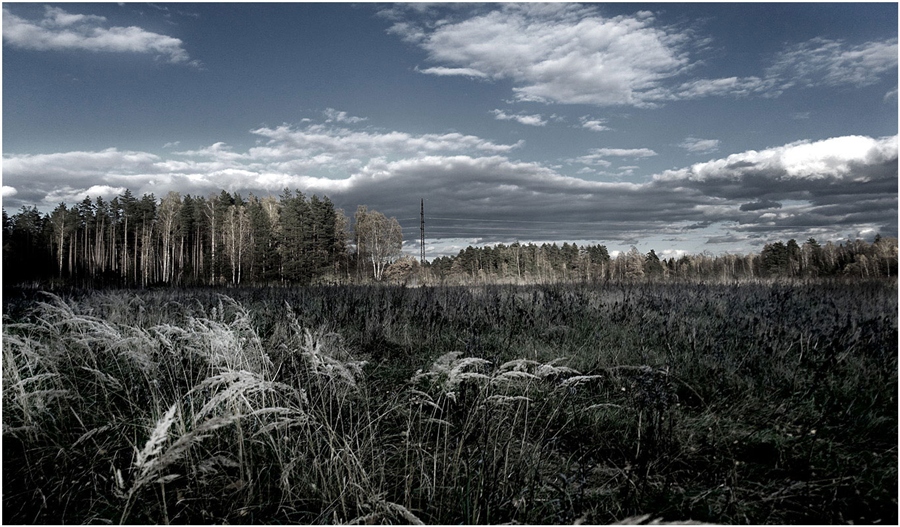 Фото жизнь (light) - antip49 - корневой каталог - Трынь трава