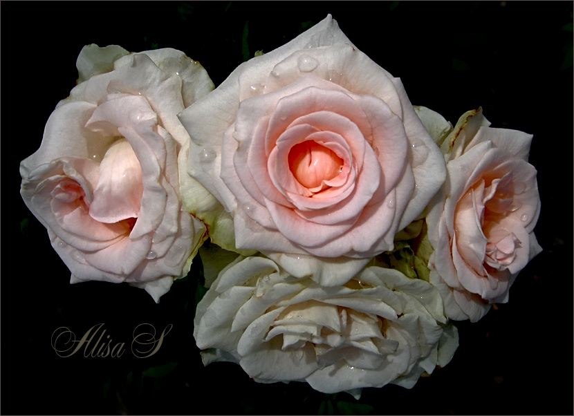 Фото жизнь (light) - vedeneya - корневой каталог - 12.06 Розы.
