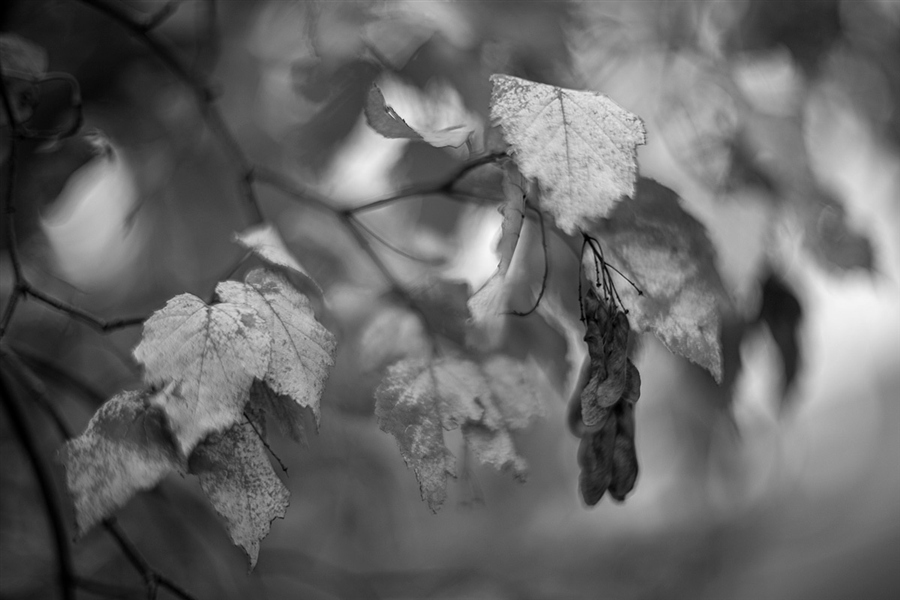 Фото жизнь (light) - rybal - корневой каталог - Печально осень опустила руки...
