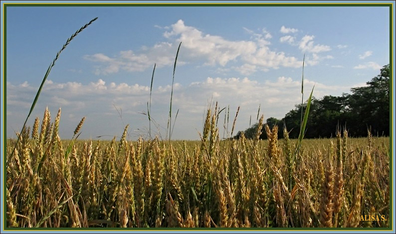 Фото жизнь (light) - vedeneya - корневой каталог - 15.06 Кубанская пшеничка.