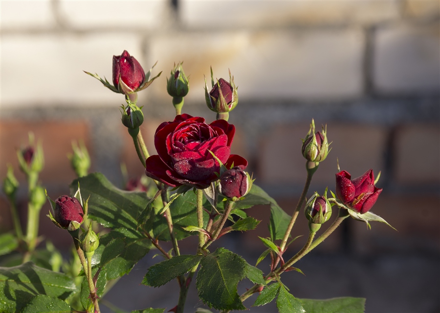 Фото жизнь (light) - MarAnta - корневой каталог - Розы к празднику
