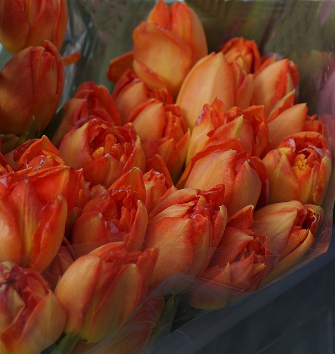 Фото жизнь (light) - Попов Олег - корневой каталог - Весна цветёт тюльпанами