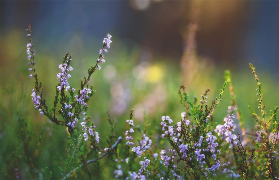 Фото жизнь (light) - I-Rina - корневой каталог - ФМ "Подражая живописцам"