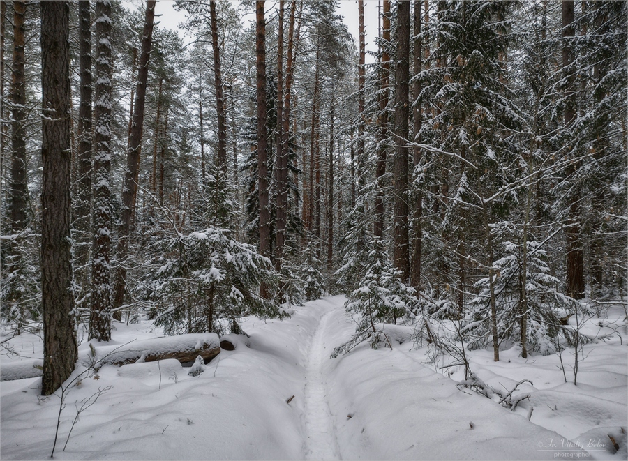 Фото жизнь