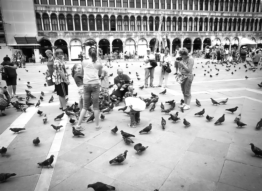про голубей...венецианских.
