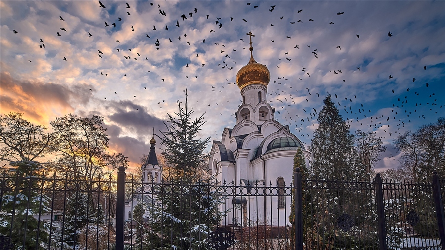 вороны...