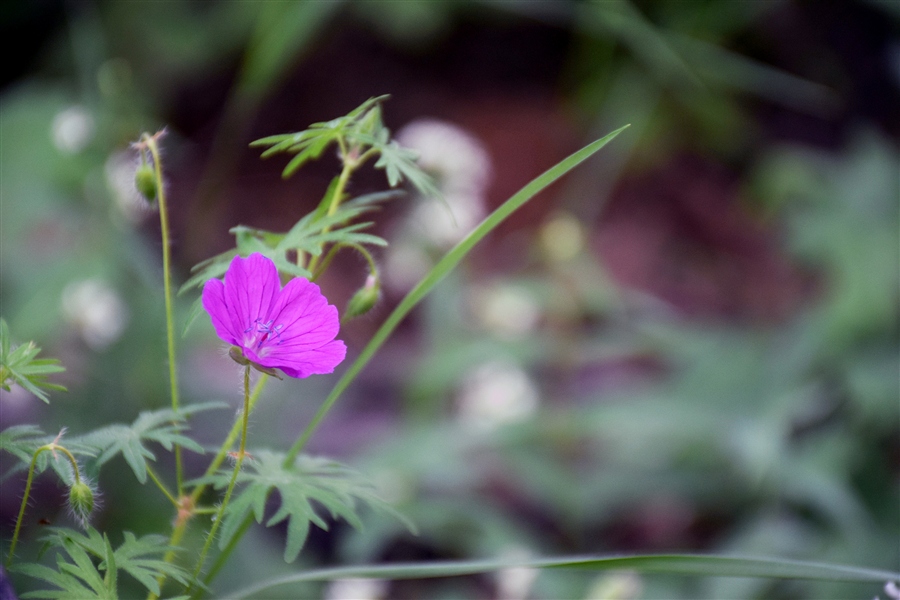 Герань кроваво-красная, или кровяно-красная (лат. Geranium sanguineum) 