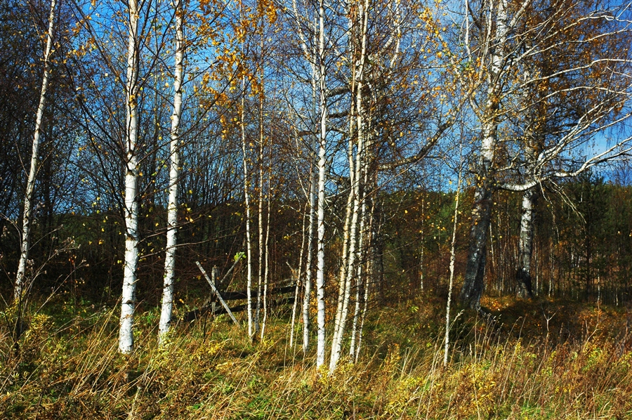 Фото жизнь