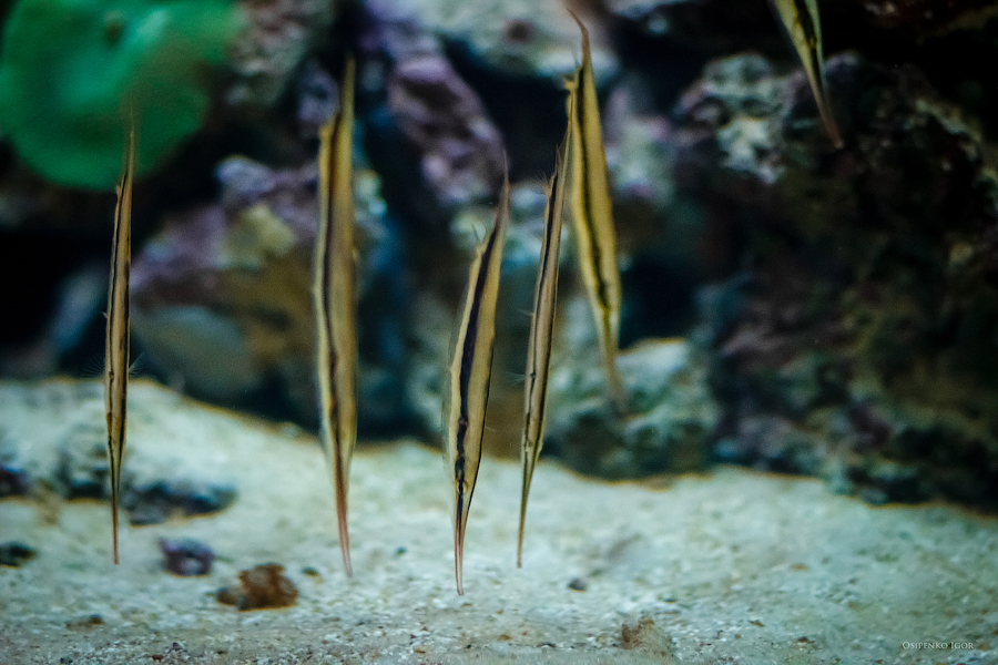 Фото жизнь - Игорь Осипенко - Подводный мир - Razorfish (Aeoliscus Strigatus)