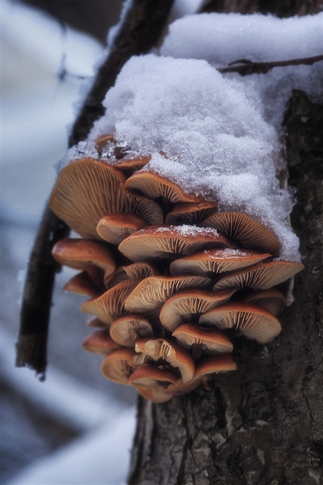 А любите ли Вы ходить по грибы в декабре?..