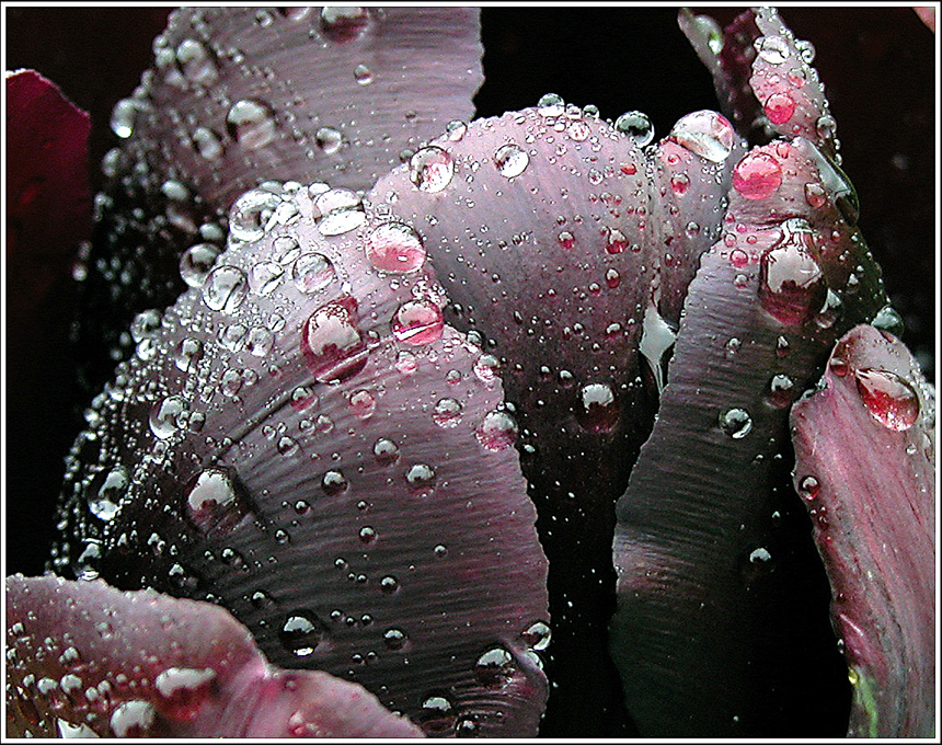 Фото жизнь (light) - -MASIK- - корневой каталог - ...и снова о дожде и цветах