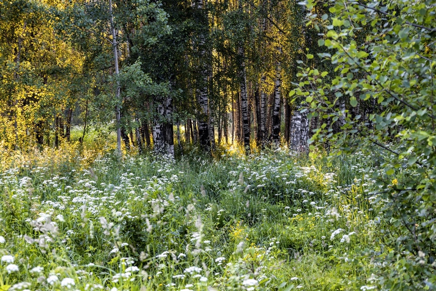Фото жизнь
