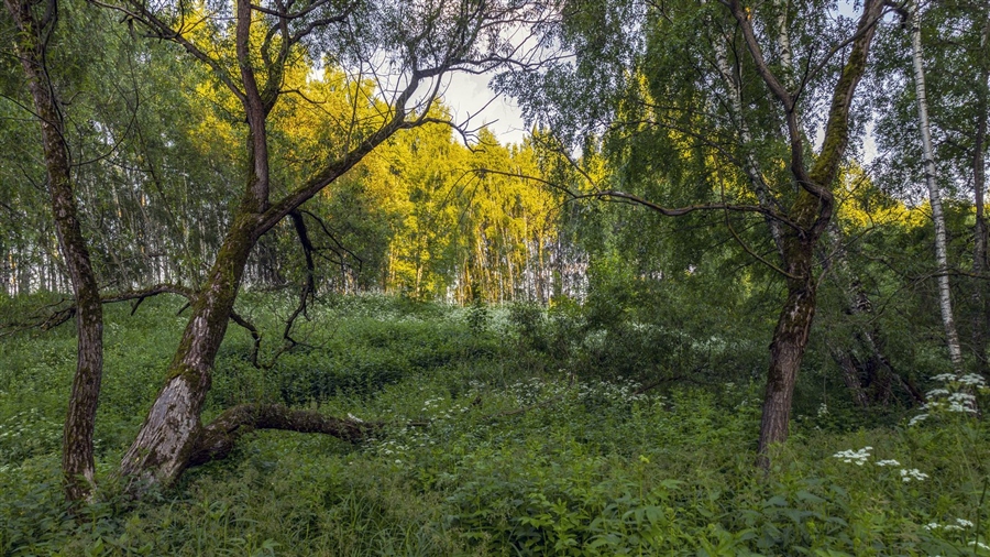 Фото жизнь